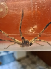 Polybetes pythagoricus