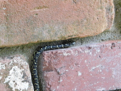 Lampropeltis