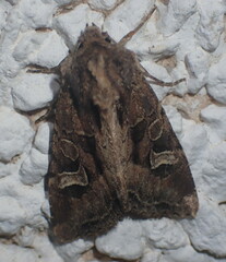 Trigonophora jodea