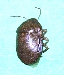 Diolcus chrysorrhoeus