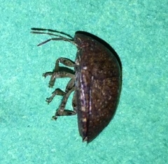 Diolcus chrysorrhoeus