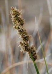 Carex alma