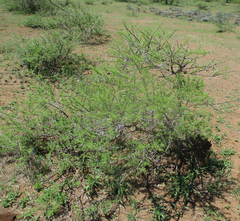 Vachellia tortilis