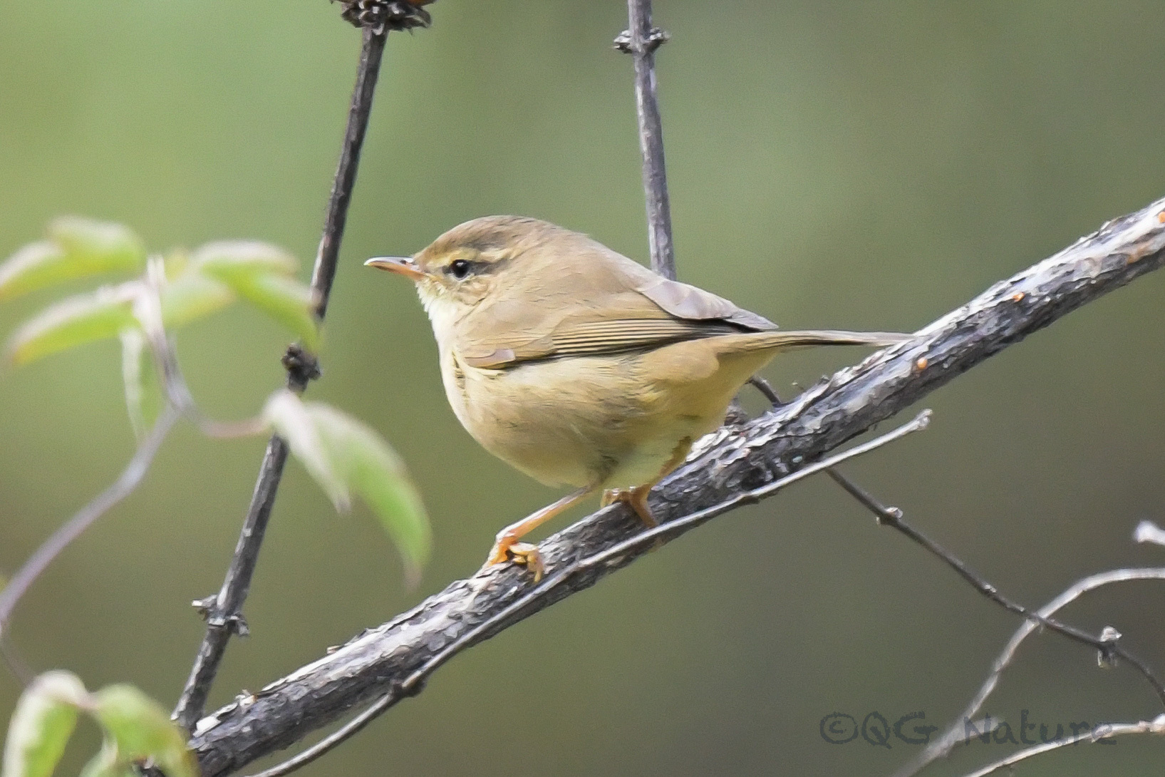 Radde's Warbler