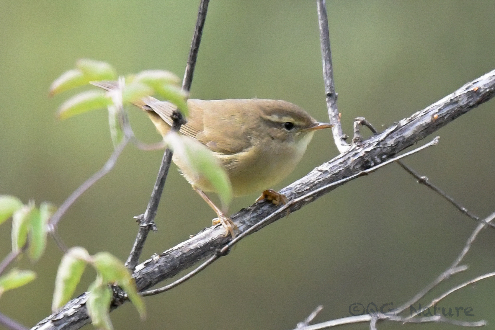 Radde's Warbler