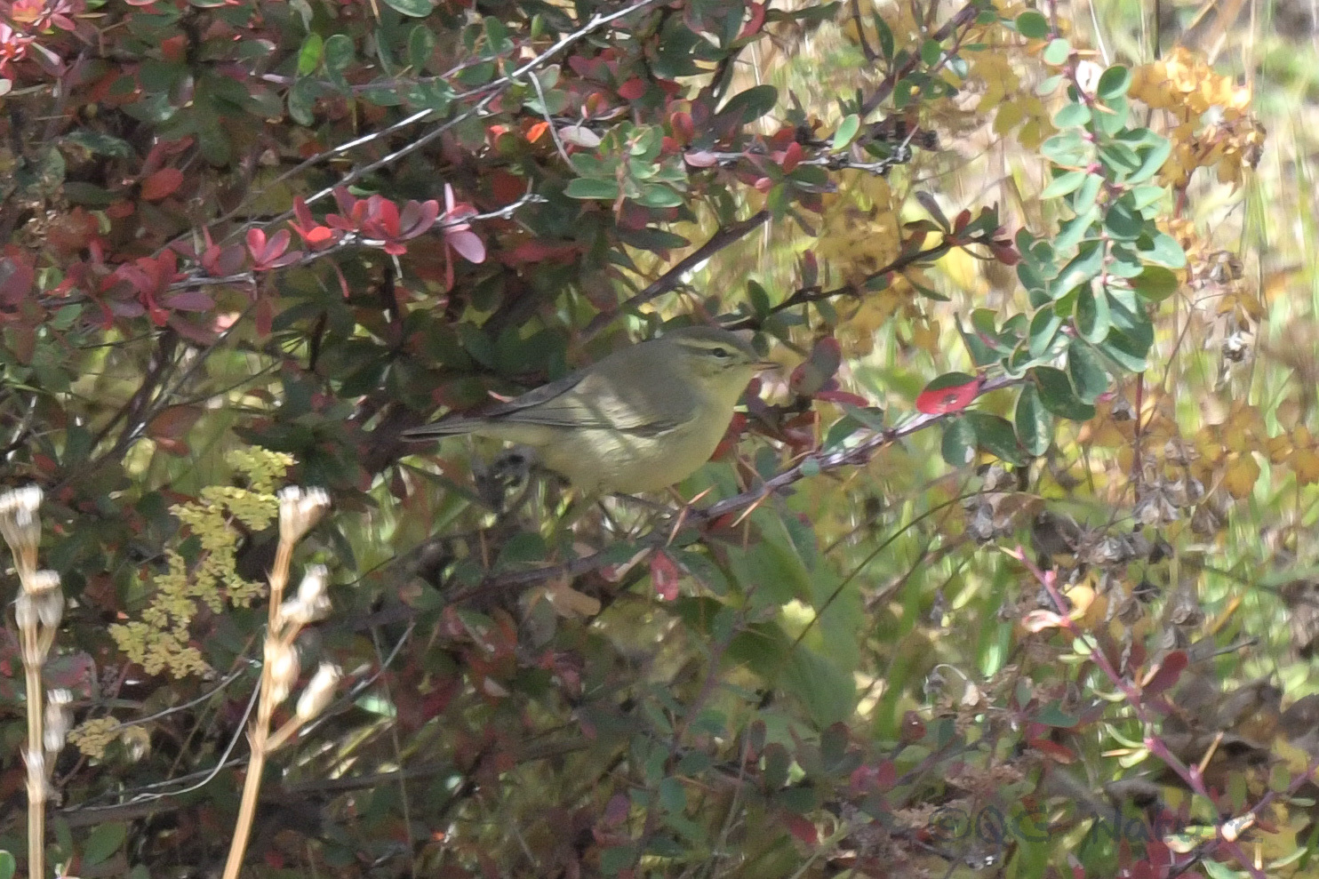 Radde's Warbler