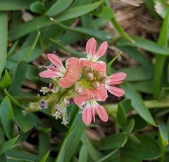 Indigofera spicata
