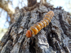 Anisota oslari