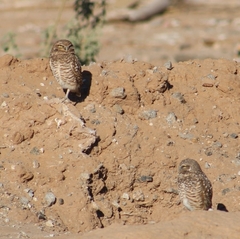 Athene cunicularia hypugaea