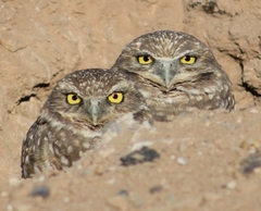 Athene cunicularia hypugaea
