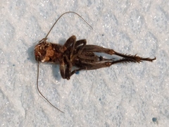 Melanogryllus desertus
