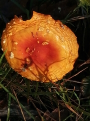 Amanita muscaria muscaria
