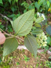 Koanophyllon