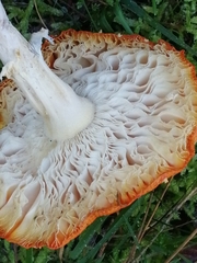 Amanita muscaria muscaria