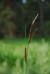 Carex senta