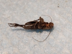 Melanogryllus desertus