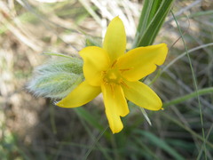 Hypoxis acuminata
