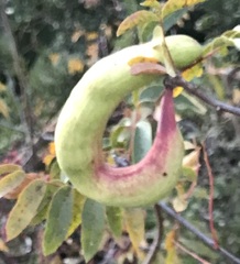 Baizongia pistaciae