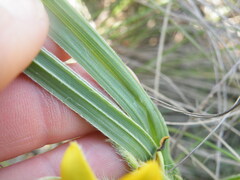 Hypoxis acuminata
