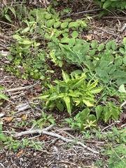 Syngonium angustatum