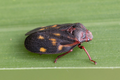 Mahanarva rubropicta