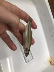 Hybognathus nuchalis