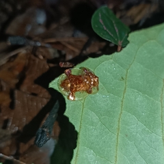 Aspidimorpha sanctaecrucis