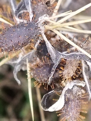 Xanthium spinosum