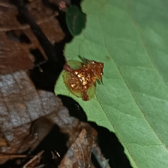 Aspidimorpha sanctaecrucis