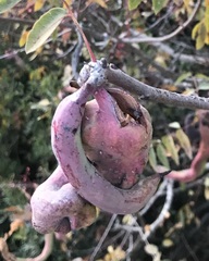 Baizongia pistaciae