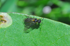 Argidae