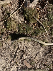 Bryum argenteum
