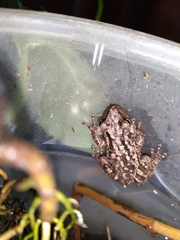Scinax nasicus