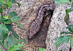 Acrantophis dumerili