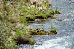 Hymenolaimus malacorhynchos