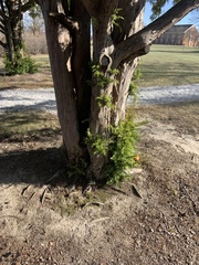 Bryum argenteum