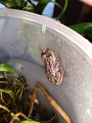 Scinax nasicus