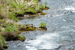 Hymenolaimus malacorhynchos