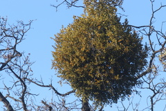 Phoradendron leucarpum tomentosum
