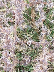 Xanthium spinosum