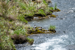 Hymenolaimus malacorhynchos