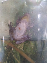 Scinax nasicus