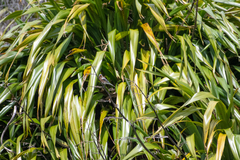Phormium cookianum