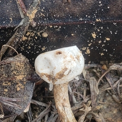 Tulostoma brumale