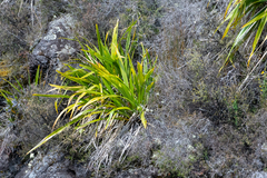 Phormium cookianum