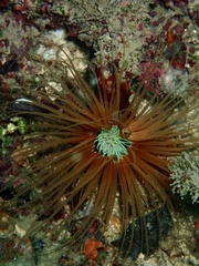 Pachycerianthus