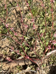 Eriogonum gracile