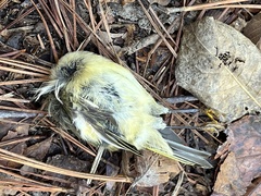 Vireo solitarius