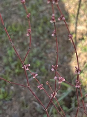 Eriogonum gracile