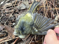 Vireo solitarius
